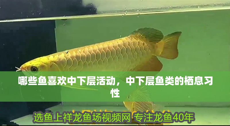 哪些魚喜歡中下層活動，中下層魚類的棲息習性