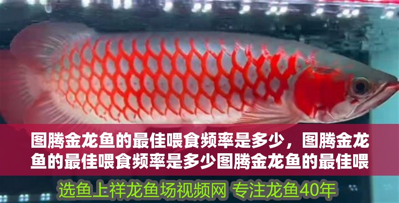 圖騰金龍魚的最佳喂食頻率是多少，圖騰金龍魚的最佳喂食頻率是多少圖騰金龍魚的最佳喂食技巧