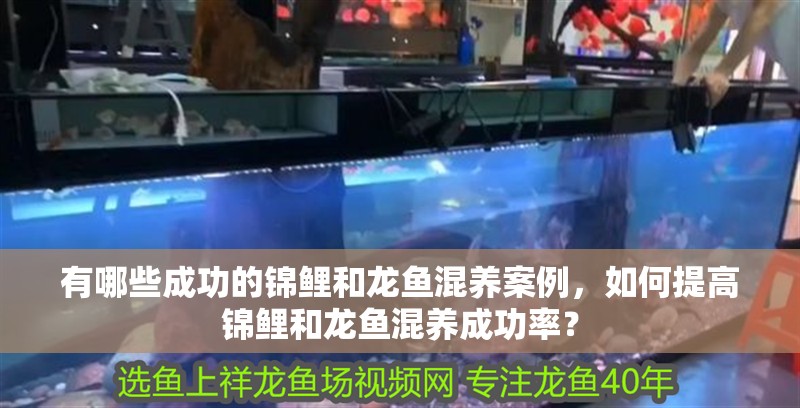 有哪些成功的錦鯉和龍魚混養案例，如何提高錦鯉和龍魚混養成功率？