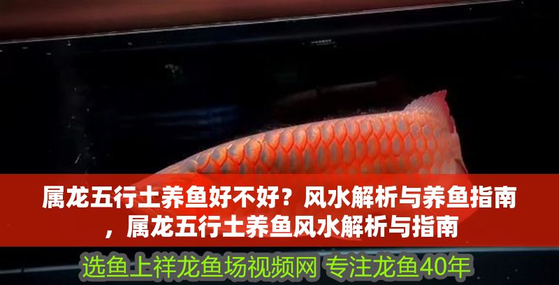 屬龍五行土養魚好不好？風水解析與養魚指南，屬龍五行土養魚風水解析與指南