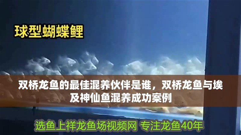 雙橋龍魚的最佳混養伙伴是誰，雙橋龍魚與埃及神仙魚混養成功案例