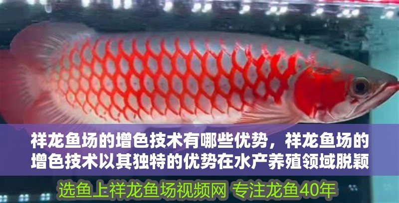 祥龍魚場的增色技術有哪些優勢，祥龍魚場的增色技術以其獨特的優勢在水產養殖領域脫穎而出