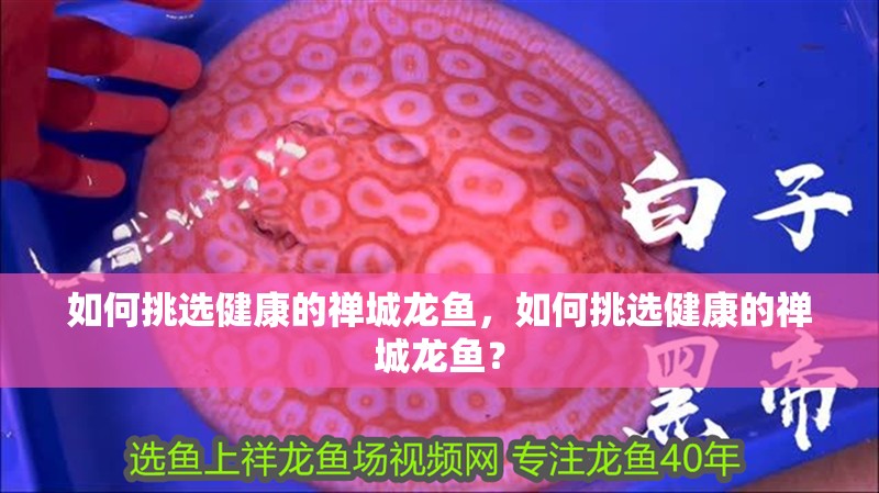 如何挑選健康的禪城龍魚，如何挑選健康的禪城龍魚？