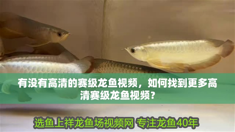 有沒有高清的賽級(jí)龍魚視頻，如何找到更多高清賽級(jí)龍魚視頻？