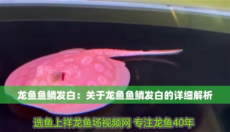 龍魚魚鱗發白：關于龍魚魚鱗發白的詳細解析