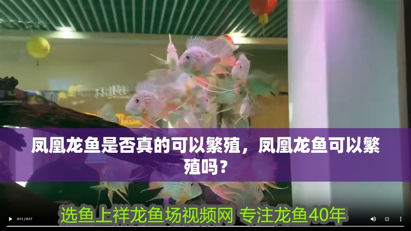 鳳凰龍魚是否真的可以繁殖，鳳凰龍魚可以繁殖嗎？