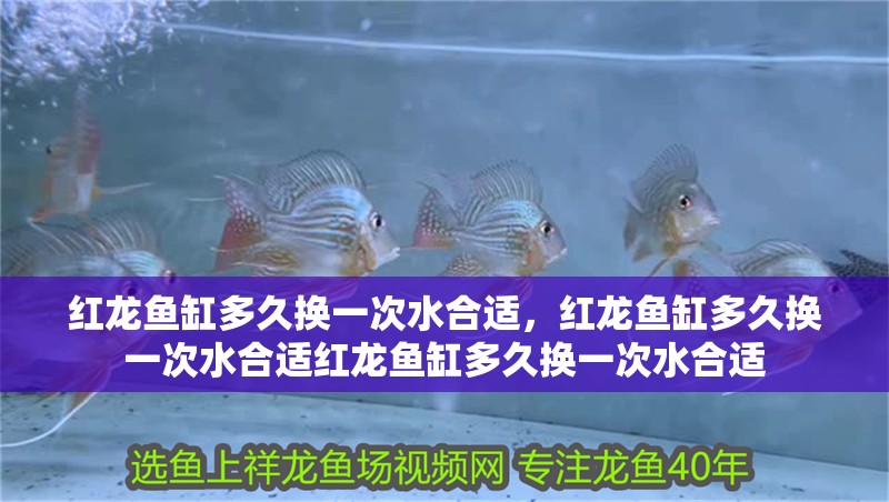 紅龍魚缸多久換一次水合適，紅龍魚缸多久換一次水合適紅龍魚缸多久換一次水合適