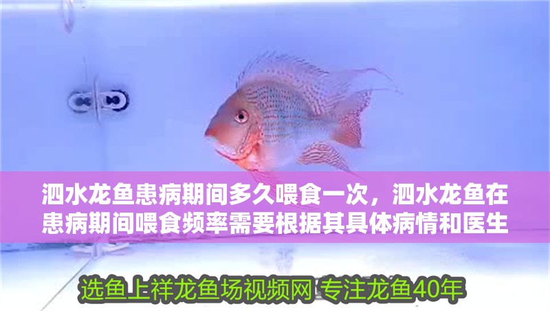 <strong><mark>泗水</mark></strong>龍魚患病期間多久喂食一次，<strong><mark>泗水</mark></strong>龍魚在患病期間喂食頻率需要根據其具體病情和醫生的建議來確定