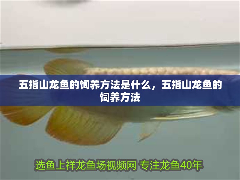 五指山龍魚的飼養(yǎng)方法是什么，五指山龍魚的飼養(yǎng)方法