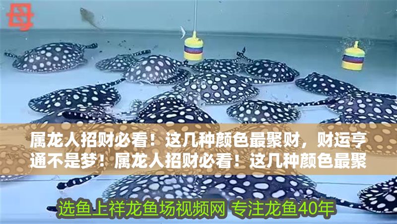 屬龍人招財必看！這幾種顏色最聚財，財運亨通不是夢！屬龍人招財必看！這幾種顏色最聚財，財運亨通不是夢！