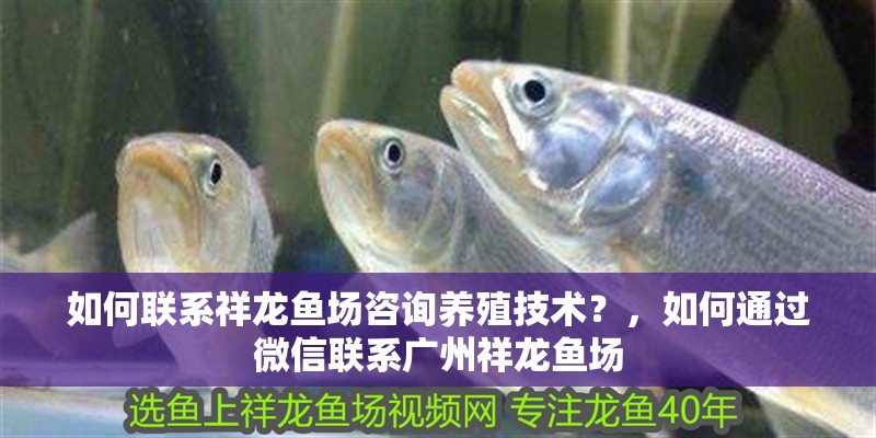 如何聯系祥龍魚場咨詢養殖技術？，如何通過微信聯系廣州祥龍魚場 如何聯系祥龍魚場咨詢養殖技術？，如何通過微信聯系廣州祥龍魚場 龍魚百科