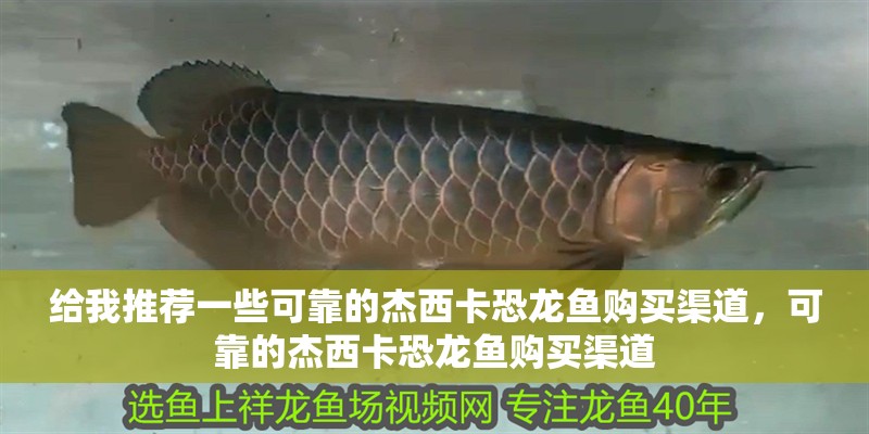 給我推薦一些可靠的杰西卡恐龍魚購買渠道，可靠的杰西卡恐龍魚購買渠道