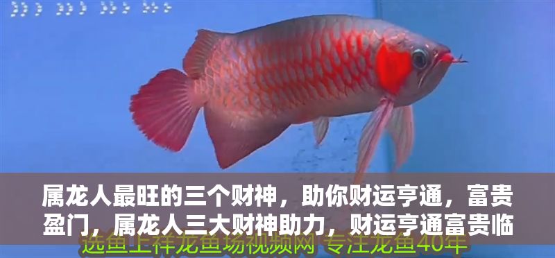 屬龍人最旺的三個財神，助你財運(yùn)亨通，富貴盈門，屬龍人三大財神助力，財運(yùn)亨通富貴臨門