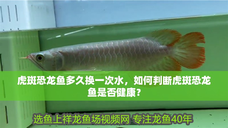 虎斑恐龍魚多久換一次水，如何判斷虎斑恐龍魚是否健康？