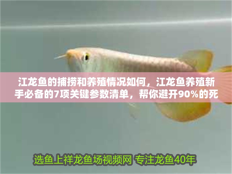 江龍魚的捕撈和養殖情況如何，江龍魚養殖新手必備的7項關鍵參數清單，幫你避開90%的死亡陷阱