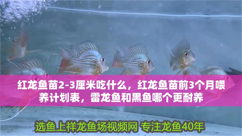 紅龍魚苗2-3厘米吃什么，紅龍魚苗前3個月喂養計劃表，雷龍魚和黑魚哪個更耐養