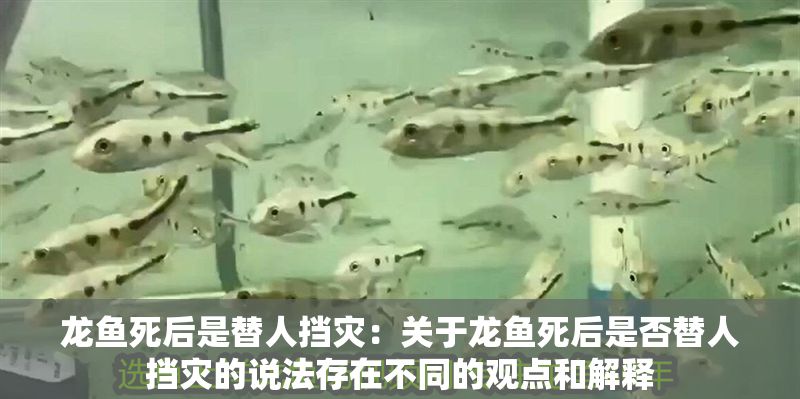 龍魚死后是替人擋災：關于龍魚死后是否替人擋災的說法存在不同的觀點和解釋
