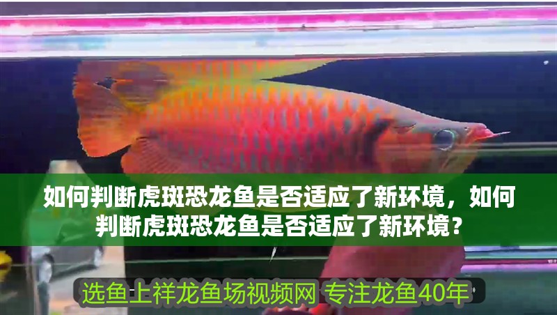 如何判斷虎斑恐龍魚是否適應(yīng)了新環(huán)境，如何判斷虎斑恐龍魚是否適應(yīng)了新環(huán)境？