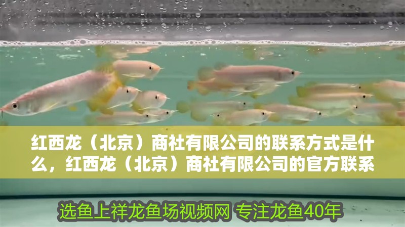 紅西龍（北京）商社有限公司的聯(lián)系方式是什么，紅西龍（北京）商社有限公司的官方聯(lián)系方式