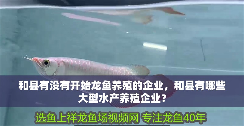 和縣有沒有開始龍魚養殖的企業，和縣有哪些大型水產養殖企業？