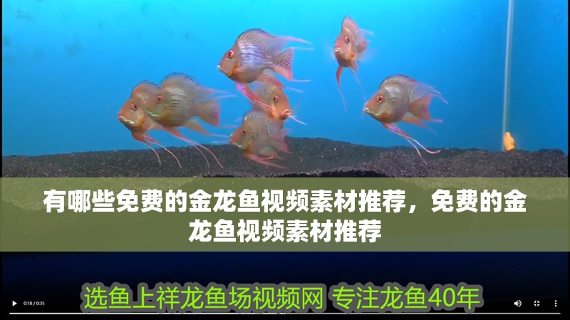 有哪些免費的金龍魚視頻素材推薦，免費的金龍魚視頻素材推薦