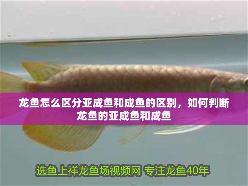 龍魚怎么區分亞成魚和成魚的區別，如何判斷龍魚的亞成魚和成魚