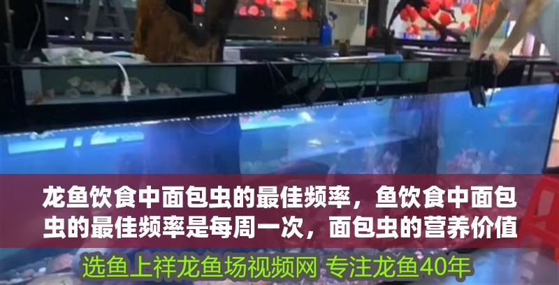 龍魚(yú)飲食中面包蟲(chóng)的最佳頻率，魚(yú)飲食中面包蟲(chóng)的最佳頻率是每周一次，面包蟲(chóng)的營(yíng)養(yǎng)價(jià)值有哪些