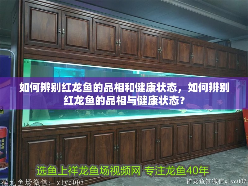 如何辨別紅龍魚的品相和健康狀態，如何辨別紅龍魚的品相與健康狀態？