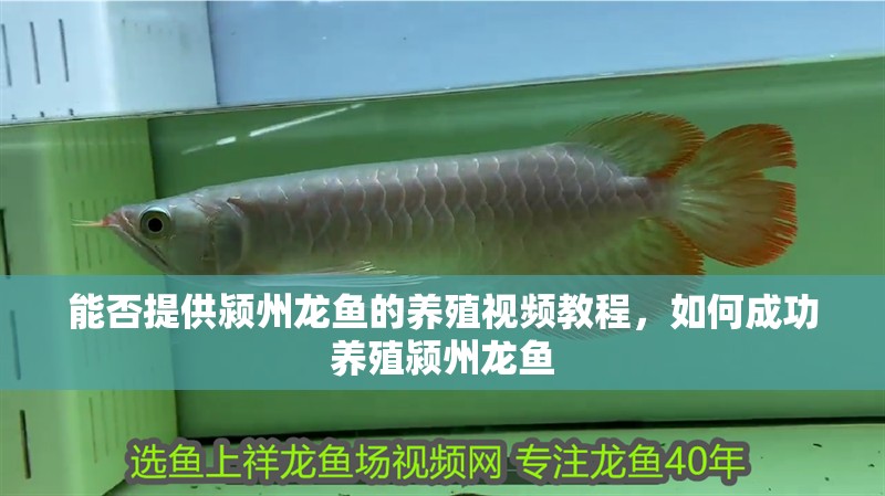 能否提供潁州龍魚的養殖視頻教程，如何成功養殖潁州龍魚