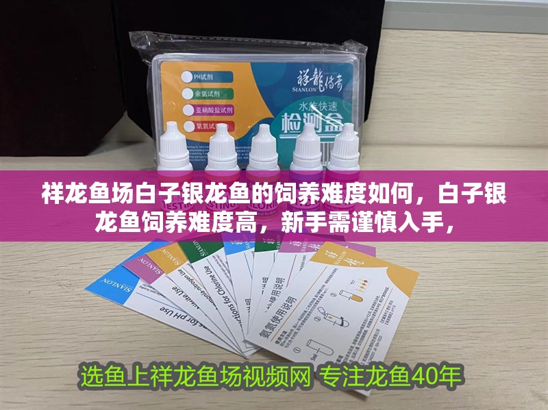 祥龍魚場白子銀龍魚的飼養難度如何，白子銀龍魚飼養難度高，新手需謹慎入手，