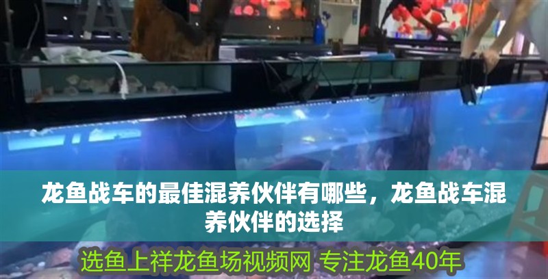 龍魚戰車的最佳混養伙伴有哪些，龍魚戰車混養伙伴的選擇
