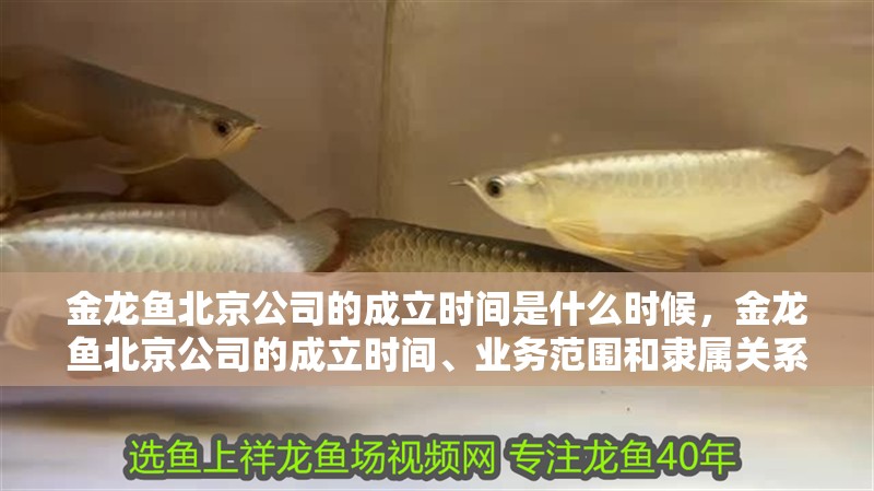 金龍魚<strong><mark>北京</mark></strong>公司的成立時間是什么時候，金龍魚<strong><mark>北京</mark></strong>公司的成立時間、業(yè)務范圍和隸屬關系