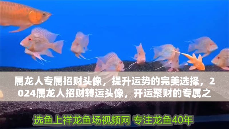 屬龍人專屬招財(cái)頭像，提升運(yùn)勢(shì)的完美選擇，2024屬龍人招財(cái)轉(zhuǎn)運(yùn)頭像，開(kāi)運(yùn)聚財(cái)?shù)膶僦x