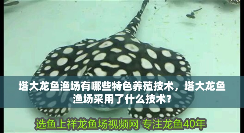 塔大龍魚漁場有哪些特色養(yǎng)殖技術(shù)，塔大龍魚漁場采用了什么技術(shù)？