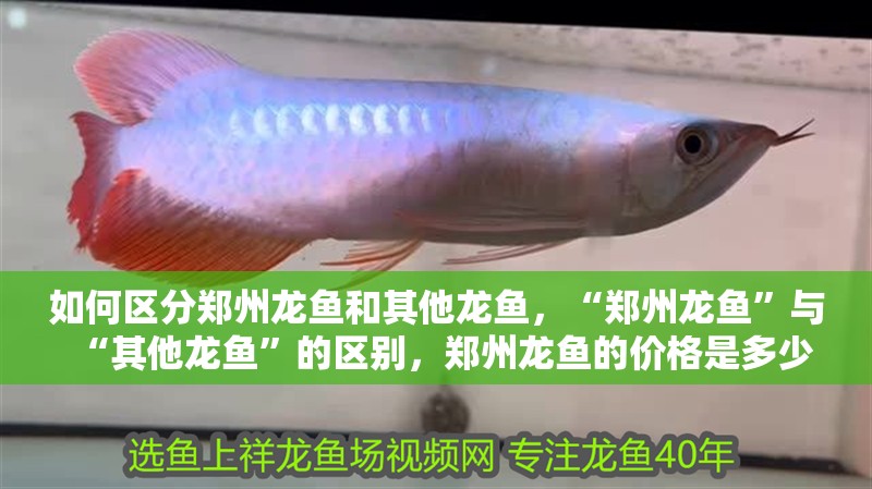 如何區(qū)分鄭州龍魚和其他龍魚，“鄭州龍魚”與“其他龍魚”的區(qū)別，鄭州龍魚的價格是多少