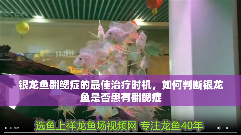 銀龍魚翻鰓癥的最佳治療時機，如何判斷銀龍魚是否患有翻鰓癥