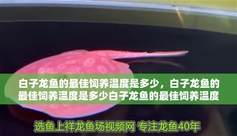 白子龍魚的最佳飼養溫度是多少，白子龍魚的最佳飼養溫度是多少白子龍魚的最佳飼養溫度是多少