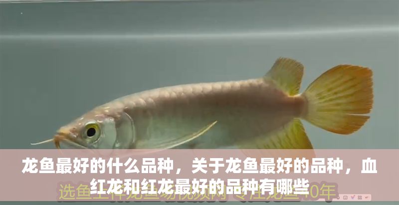 龍魚最好的什么品種，關(guān)于龍魚最好的品種，血紅龍和紅龍最好的品種有哪些