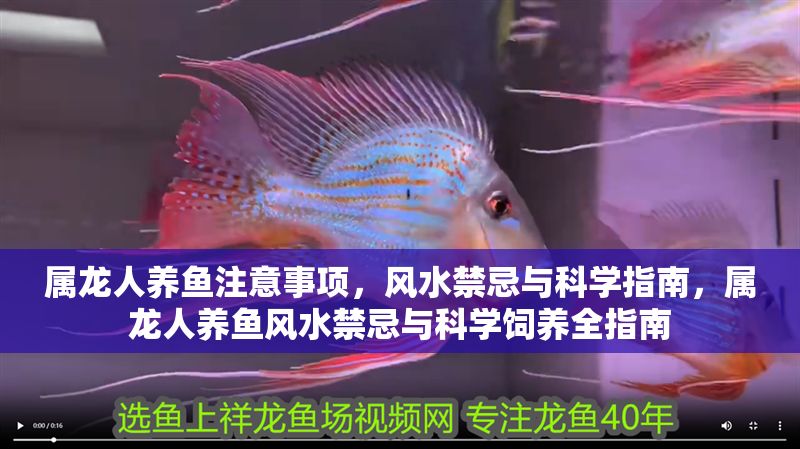 屬龍人養魚注意事項，風水禁忌與科學指南，屬龍人養魚風水禁忌與科學飼養全指南