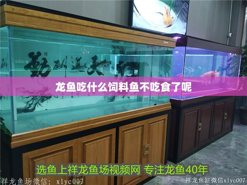 龍魚吃什么飼料魚不吃食了呢