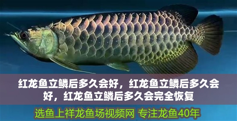 紅龍魚立鱗后多久會(huì)好，紅龍魚立鱗后多久會(huì)好，紅龍魚立鱗后多久會(huì)完全恢復(fù)