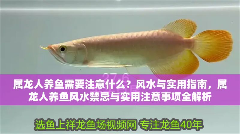 屬龍人養魚需要注意什么？風水與實用指南，屬龍人養魚風水禁忌與實用注意事項全解析