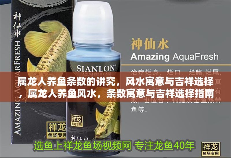 屬龍人養魚條數的講究，風水寓意與吉祥選擇，屬龍人養魚風水，條數寓意與吉祥選擇指南