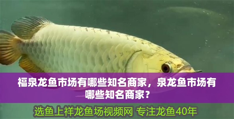 福泉龍魚市場有哪些知名商家，泉龍魚市場有哪些知名商家？