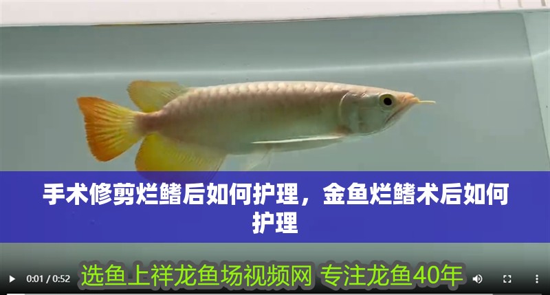手術(shù)修剪爛鰭后如何護理，金魚爛鰭術(shù)后如何護理