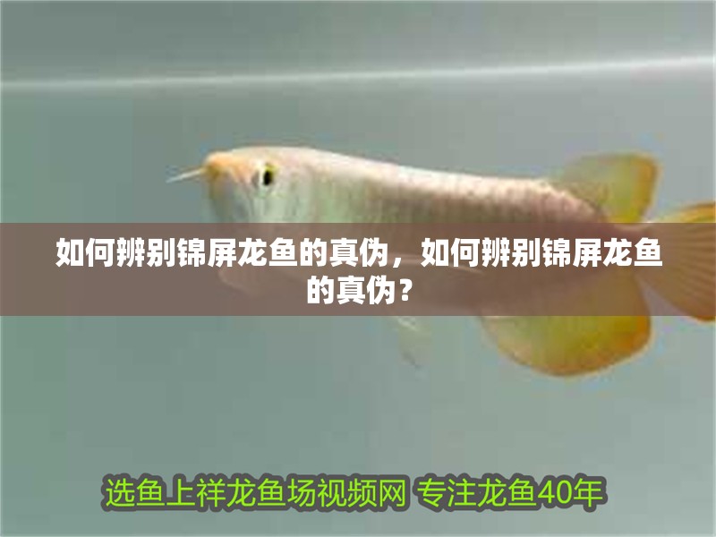 如何辨別錦屏龍魚的真偽，如何辨別錦屏龍魚的真偽？