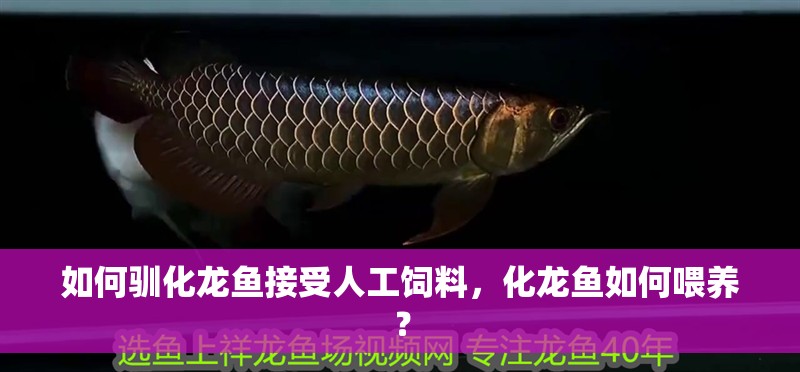如何馴化龍魚接受人工飼料，化龍魚如何喂養？