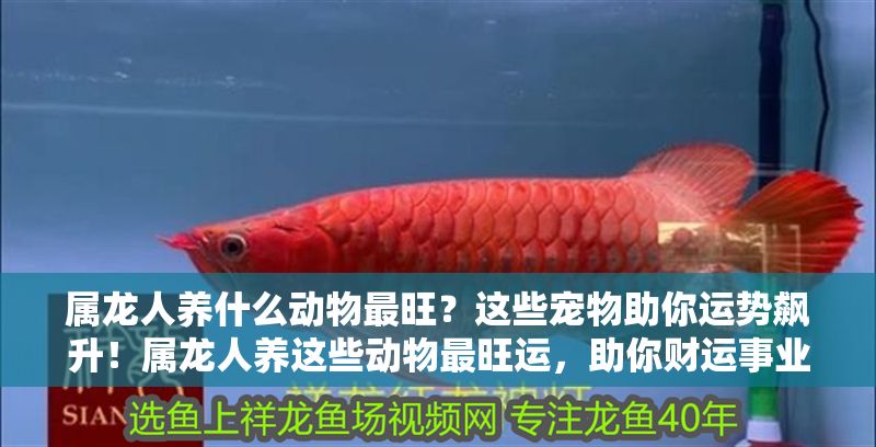 屬龍人養什么動物最旺？這些寵物助你運勢飆升！屬龍人養這些動物最旺運，助你財運事業雙豐收！