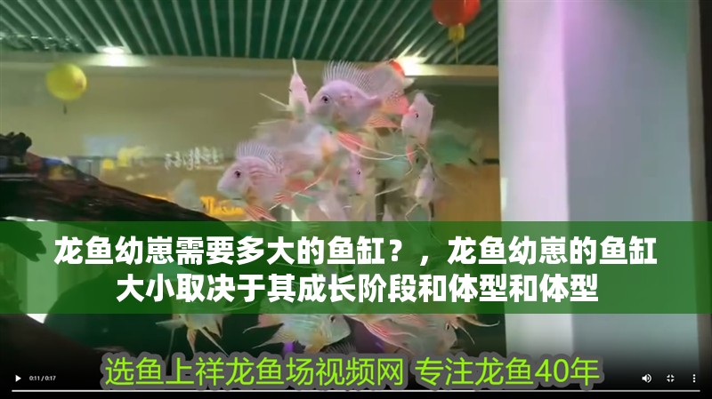 龍魚幼崽需要多大的魚缸？，龍魚幼崽的魚缸大小取決于其成長階段和體型和體型 龍魚幼崽需要多大的魚缸？，龍魚幼崽的魚缸大小取決于其成長階段和體型和體型 龍魚百科