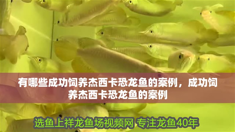 有哪些成功飼養(yǎng)杰西卡恐龍魚的案例，成功飼養(yǎng)杰西卡恐龍魚的案例